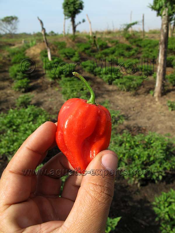 Acuicultura en Venezuela 7